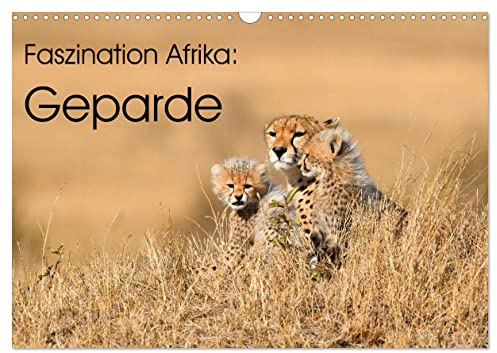 Faszinaton Afrika: Geparde (Wandkalender 2026 DIN A3 quer), CALVENDO Monatskalender: Die eleganten Großkatzen in ihrem natürlichen Lebensraum in Afrika (CALVENDO Tiere)