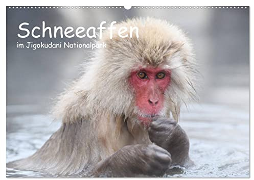 Schneeaffen im Jigokudani Nationalpark (Wandkalender 2026 DIN A2 quer), CALVENDO Monatskalender: Wunderschöne Portraitaufnahmen dieser faszinierenden Affenart (CALVENDO Tiere)