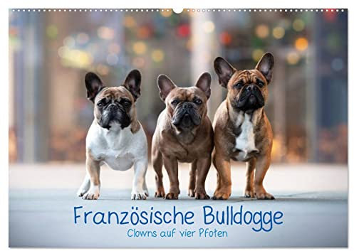Französische Bulldogge - Clowns auf vier Pfoten (Wandkalender 2024 DIN A2 quer), CALVENDO Monatskalender: Monatskalender, Die Clowns unter den Hunden (CALVENDO Tiere)