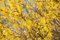 Forsythia 'Maree d'Or' -R- 30-40 cm - Goldglöckchen, leuchtend gelbe Blüten, Blütezeit März-April, ideal für Hecken, pflegeleicht und winterhart