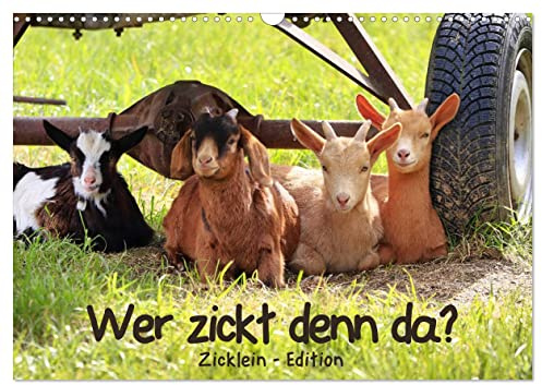 Wer zickt denn da? - Zicklein-Edition (Wandkalender 2026 DIN A3 quer), CALVENDO Monatskalender: Die niedlichen kleinen Ziegen sind los! (CALVENDO Tiere)