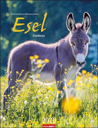 Esel. Wandkalender 2020. Monatskalendarium. Spiralbindung. Format 30 x 39 cm