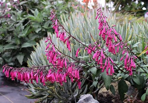 Phygelius capensis, Kap-Fuchsie 20 Samen