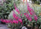Phygelius capensis, Kap-Fuchsie 20 Samen