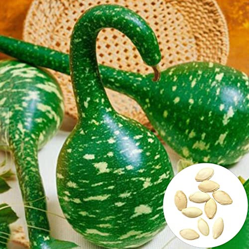 emillas de Calabaza Verde, 20 Piezas/Bolsa Semillas de Vegetales Crecimiento rápido Alta germinación Buena Cosecha Nutritiva Llena de vitalidad Planta Semillas de Calabaza Verde Natural S