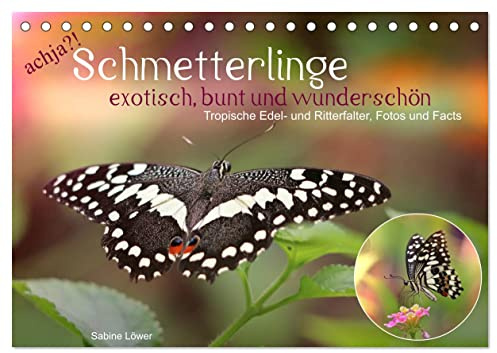 achja?! Schmetterlinge, exotisch, bunt und wunderschön (Tischkalender 2026 DIN A5 quer), CALVENDO Monatskalender: Edel- und Ritterfalter im Portrait (CALVENDO Tiere)