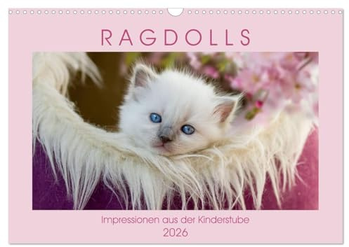 RAGDOLLS Impressionen aus der Kinderstube (Wandkalender 2026 DIN A3 quer), CALVENDO Monatskalender: Auf 13 farbigen und liebevoll gestalteten Fotos ... verschiedener Farbschläge. (CALVENDO Tiere)