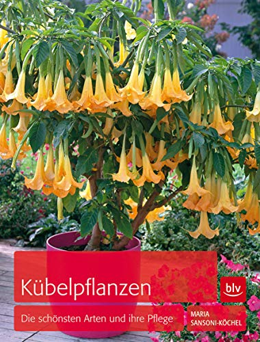 Kübelpflanzen: Die schönsten Arten und ihre Pflege