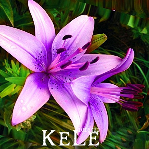 Best-vendita! 50 Stk/Los Seltene Viola rosa Lilium browni Semi Balcone Bonsai Hof piantare Fiori Lilie semi, KOC5AO