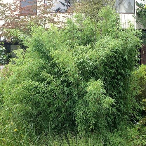 Bambus, Fargesia 'Jiuzhaigou 1', Höhe 80-100 cm, Topf 7,5 Liter, 15 Pflanzen