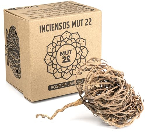 MUT22 Echte Jericho-Rose, groß, 8-10 cm, Maryam-Blume, natürlich, Öffnung mit Wasser, spirituelle Verwendung, Meditation und energetische Reinigung, Chajarat Mariam