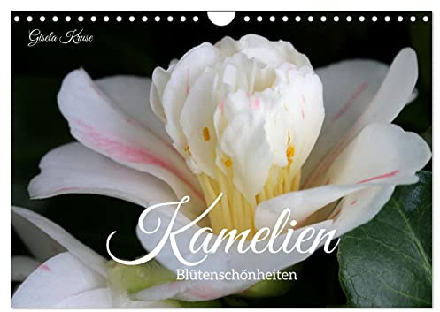 Kamelien - Blütenschönheiten (Wandkalender 2026 DIN A4 quer), CALVENDO Monatskalender: Camellia japonica bezaubert in der kalten Jahreszeit (CALVENDO Natur)