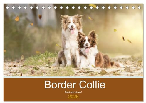 Border Collie - Bunt und clever! (Tischkalender 2026 DIN A5 quer), CALVENDO Monatskalender: Border Collies - die bunten Hunde machen einfach Spaß! (CALVENDO Tiere)