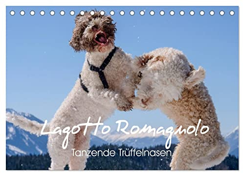 Lagotto Romagnolo Tanzende Trüffelnasen (Tischkalender 2026 DIN A5 quer), CALVENDO Monatskalender: Trüffelpfoten im Freudentanz (CALVENDO Tiere)