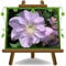 Clematis Große Blumen Hellrosa Schlingpflanzen Höhe: 70 cm Topf: 17 cm