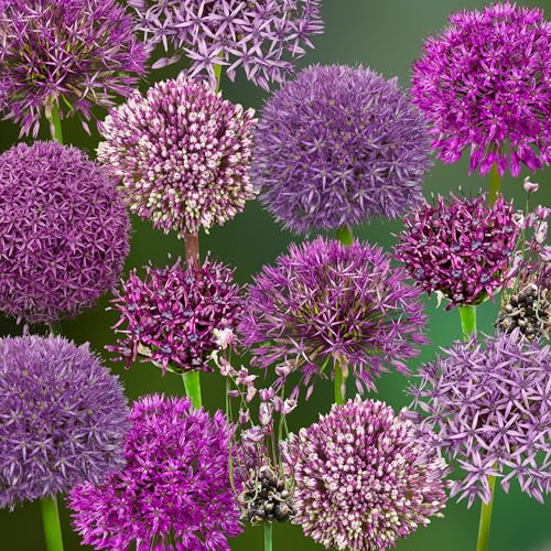 Zierlauchzwiebeln 63 x ’Purple Performers Collection’ – The Bulb Farmers - Frühjahr – in den Niederlanden gezüchtet - Zierlauch Zwiebeln – Blumenzwiebeln