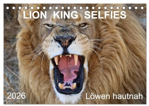 LION KING SELFIES Löwen hautnah (Tischkalender 2026 DIN A5 quer), CALVENDO Monatskalender: Die Fotografin Barbara Fraatz hat für Sie Ihre schönsten ... zusammen gestellt. (CALVENDO Tiere)