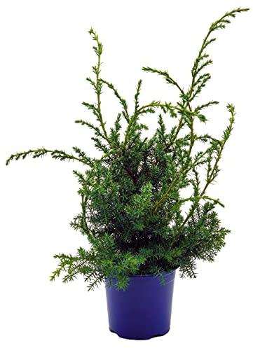 Grill - Wacholder, (Juniperus communis 'Meyer'), bekannter Wacholderstrauch, Pflanzen aus nachhaltigem Anbau (1 Pflanze im 13cm Topf)