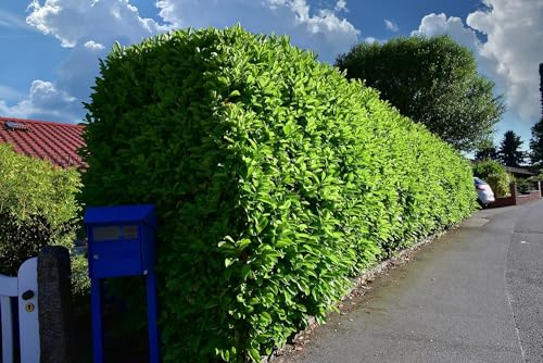 50st. Kirschlorbeer Rotundifolia 120-150cm reine Pflanzenhöhe als Ballenware Buschige Pflanzen XXL Prunus laurocerasus Lorbeer schnellwachsend Heckenpflanzen