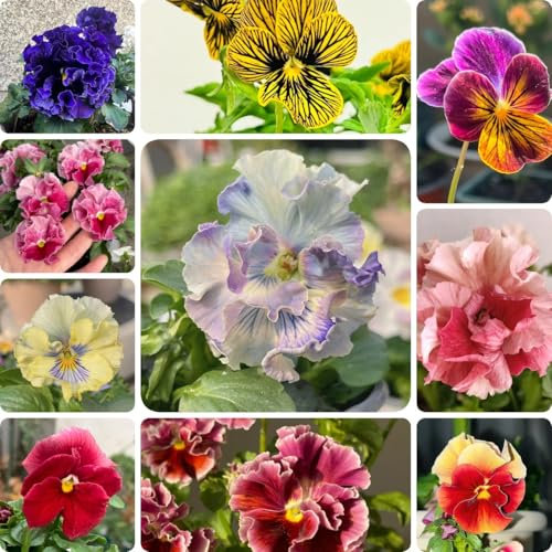 300 pz Semi di viola cornuta resistenti - semi fiore prato perenne resistente Semi di viola cornuta - regali per gli amanti del giardino semi di fiori di campo regali semi di piante