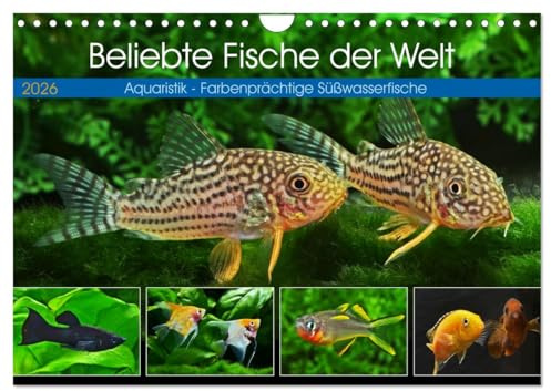Beliebte Fische der Welt (Wandkalender 2026 DIN A4 quer), CALVENDO Monatskalender: Aquaristik - Farbenprächtige Süßwasserfische (CALVENDO Hobbys)
