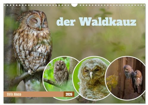 der Waldkauz - Strix Aluco (Wandkalender 2026 DIN A3 quer), CALVENDO Monatskalender: Eulen in ihrer natürlichen Umgebung, kombiniert mit Weisheiten und Zitaten. (CALVENDO Tiere)
