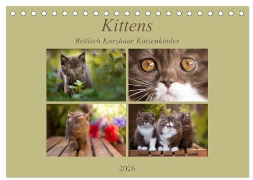 Kittens - Britisch Kurzhaar Katzenkinder (Tischkalender 2026 DIN A5 quer), CALVENDO Monatskalender: Mit kleinen Stubentigern durch das Jahr (CALVENDO Tiere)
