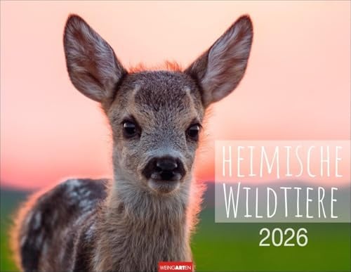Heimische Wildtiere Kalender 2026: Von Igel bis Luchs: Naturkalender im Großformat mit heimischen Tieren. Posterkalender für Tierfreunde. Hochwertiger großer Wandkalender. (Tierkalender Weingarten)