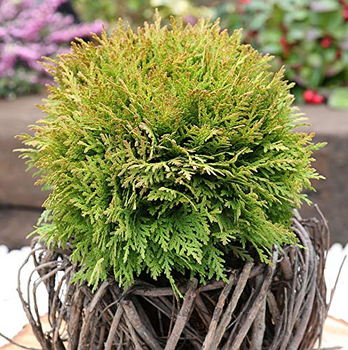 Kugel Lebensbaum Mirjam® 15-20cm - Thuja occidentalis - lebende Gartenpflanze aus den Baumschulen