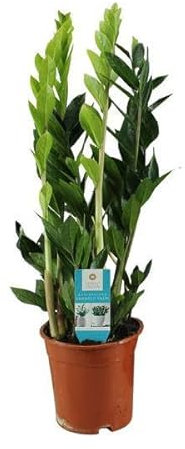 Glücksfeder – Zamioculcas Zamiifolia – Zimmerpflanze – Ø17cm – ca. 65cm hoch – pflegeleichte grüne Pflanze für Wohnung & Büro