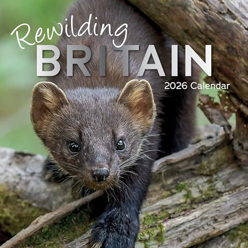 Rewilding Britain 16-Month Square 2026 Wall Calendar, Wildlife Photography, Scenic Britain, Monthly Planner with UK Holidays