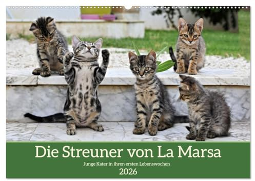 Die Streuner von La Marsa (Wandkalender 2026 DIN A2 quer), CALVENDO Monatskalender: Es wäre ein perfektes Geschenk für Katzenliebhaber und ... in den Alltag bringt. (CALVENDO Tiere)