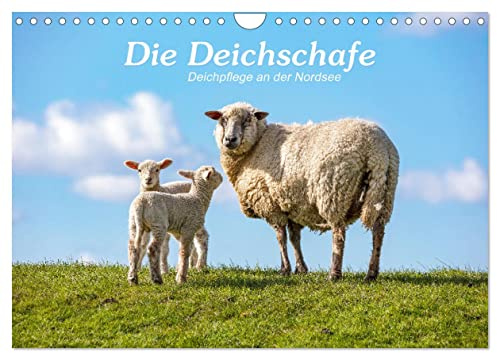 Die Deichschafe. Deichpflege an der Nordsee (Wandkalender 2026 DIN A4 quer), CALVENDO Monatskalender: Fastzinierende Schafe - fascinating sheeps (CALVENDO Tiere)
