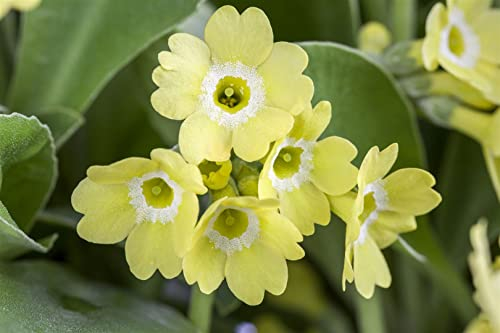 Primula auricula, gelb ca. 9x9 cm Topf - Aurikel, leuchtend gelbe Blüten, Blütezeit Frühling, ideal für Steingärten, pflegeleicht und winterhart