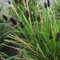 6x Grünes Kopfgras - Sesleria heufleriana - Topf 9x9cm