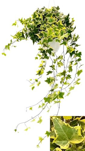 POWERS TO FLOWERS - EDERA VARIEGATA XL GIALLO/VERDE, Pianta vera