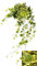 POWERS TO FLOWERS - EDERA VARIEGATA XL GIALLO/VERDE, Pianta vera