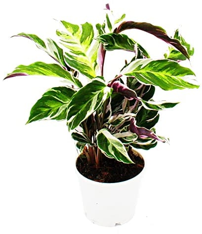 Exotenherz - Schattenpflanze mit ausgefallenem Blattmuster - Calathea Fusion White - 14cm Topf - ca. 40cm hoch