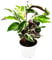 Exotenherz - Schattenpflanze mit ausgefallenem Blattmuster - Calathea Fusion White - 14cm Topf - ca. 40cm hoch