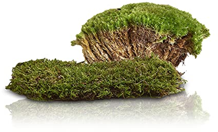 Swell Reptiles Live Green Moss for Vivarium and Terrarium Enclosure Decor (Moss Cushion) 1 pack