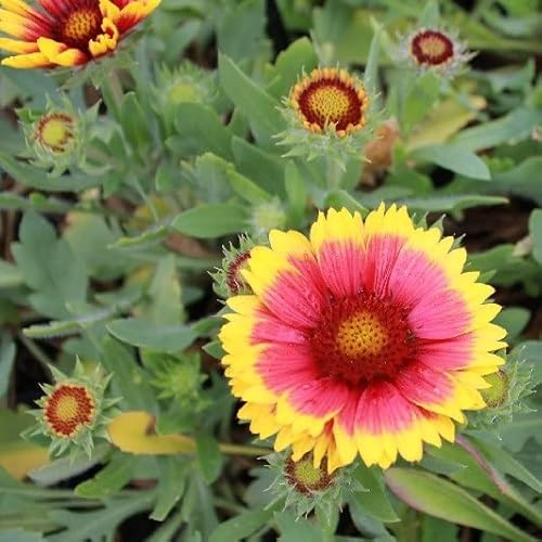 6x Kokardenblume 'Arizona Sun' - Gaillardia 'Arizona Sun' - Topf 9x9cm - Sommerblühende Staude
