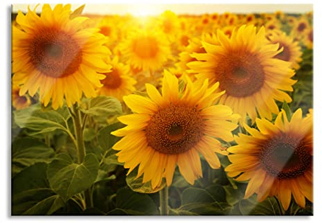 Pixxprint Glasbild, Wandbild aus Echtglas, Sonnenblumen auf dem Feld, 60x40 cm, inkl. Aufhängung und Abstandshalter