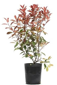 Photinia - Fotinia - Planta Arbustiva Natural - Árbol de Exterior