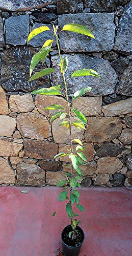 Pianta di ciliegie Albero ciliegio Durone di Vignola II - Imballaggio speciale protettivo