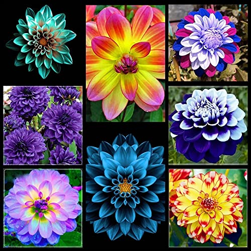 Mix Dahlia Bulbs Stunning Perennial Flower Bulbs for Planting Dinner-Plate Dahlia Giant Flowers Rich and Colorful (3 Bulbs,A)
