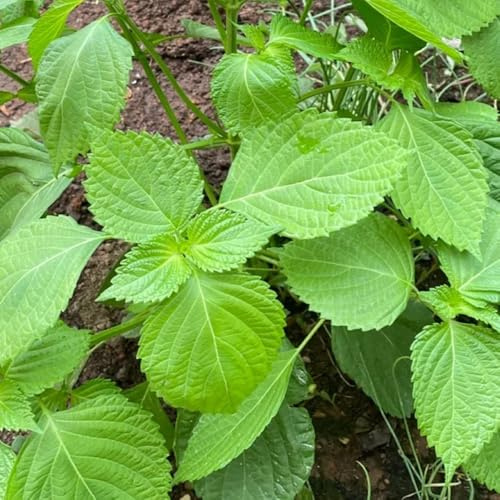 Semillas de perilla shiso - de raras semillas invierno jardín verdes variedades antiguas en 30pcs