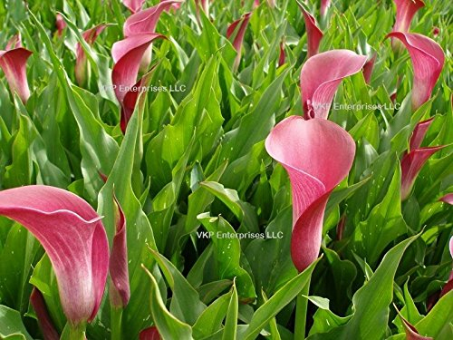10 schöne Mischung Farbe Calla-Lilien-Blumensamen Biologisch & USA Grown Non GMO