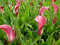 10 schöne Mischung Farbe Calla-Lilien-Blumensamen Biologisch & USA Grown Non GMO