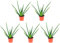 5er-Set Echte Aloe - echte Zimmerpflanze, Aloe vera - Höhe ca. 40 cm, Topf-Ø 12 cm