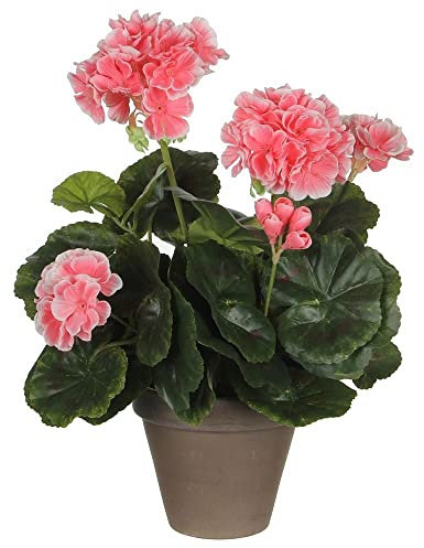 Geranio melocoton pvc en manceta gris